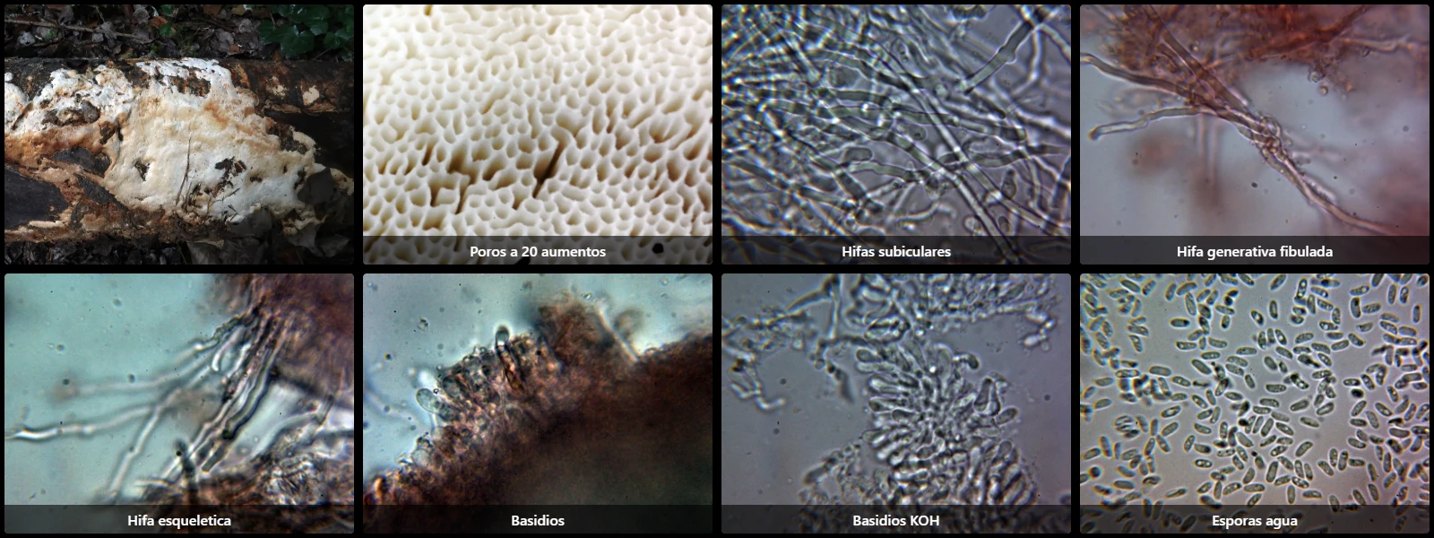 Brunneoporus hyalinus