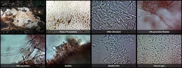 Brunneoporus hyalinus