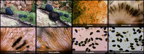 Microscopía de Bulgaria inquinans