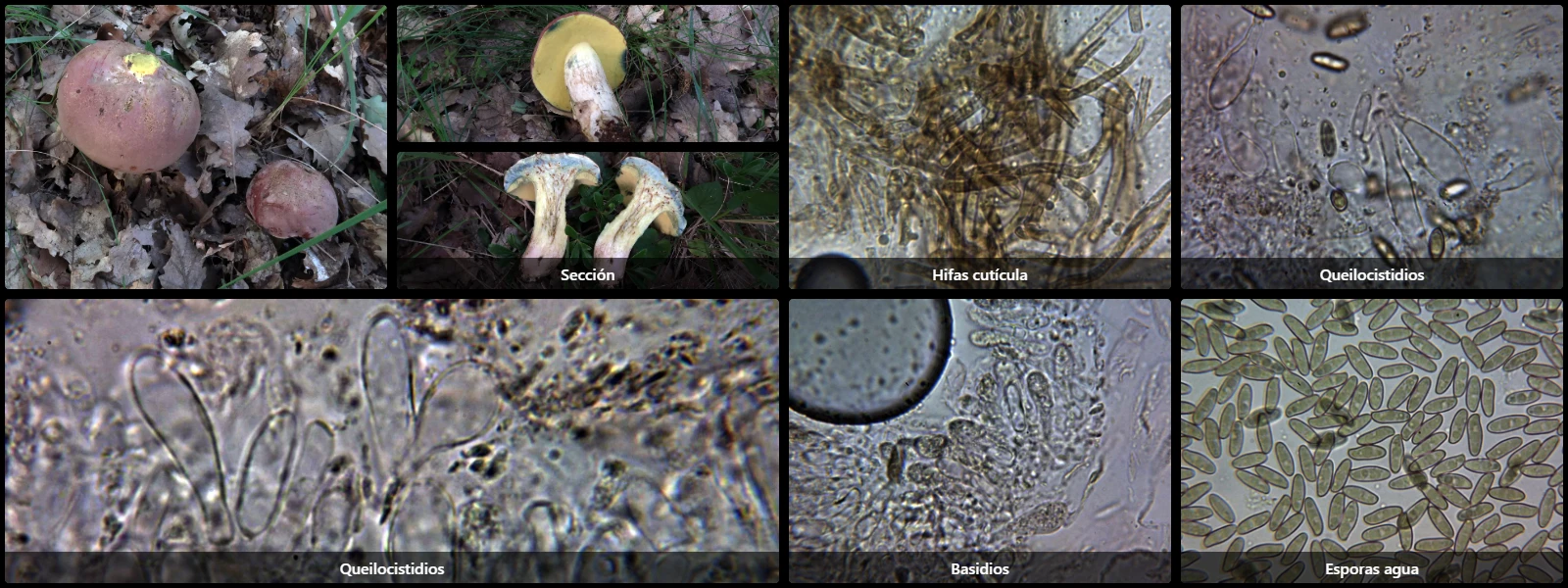 Butyriboletus appendiculatus