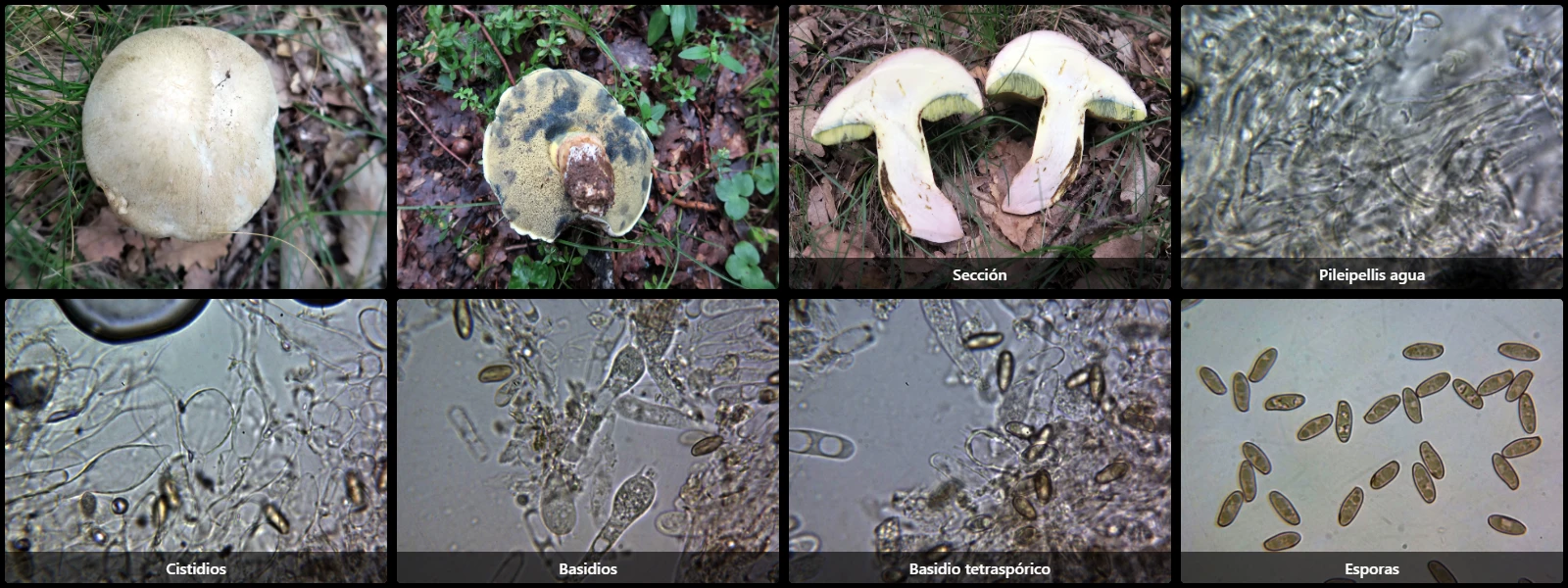Butyriboletus fechtneri
