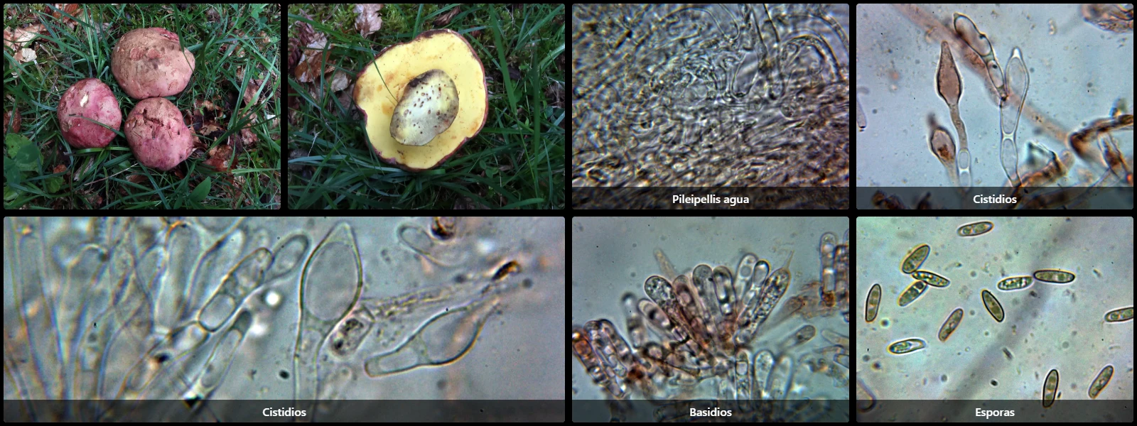 Butyriboletus regius