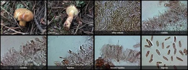 Butyriboletus subappendiculatus