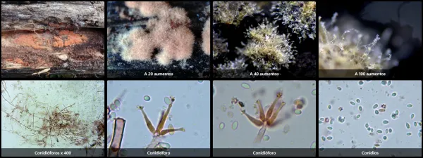 Calcarisporium arbuscula