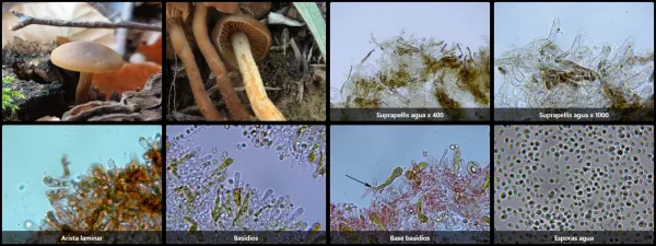 Callistosporium luteo-olivaceum