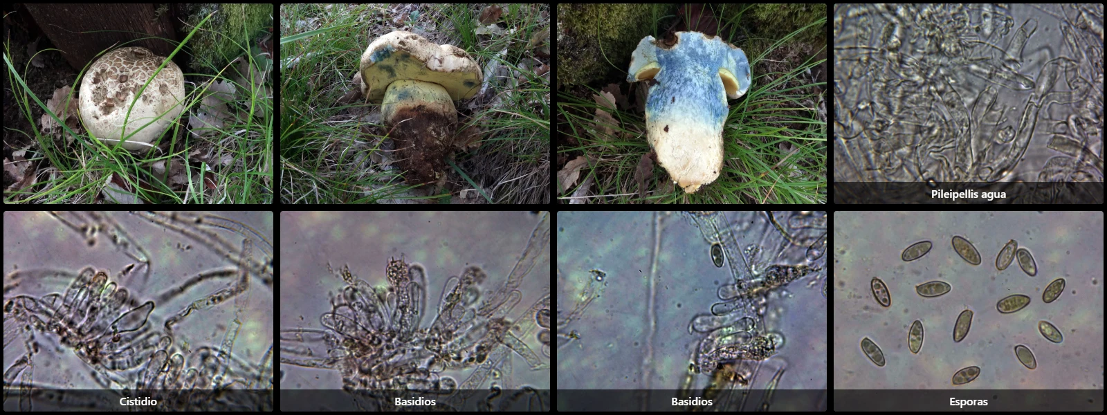 Caloboletus radicans