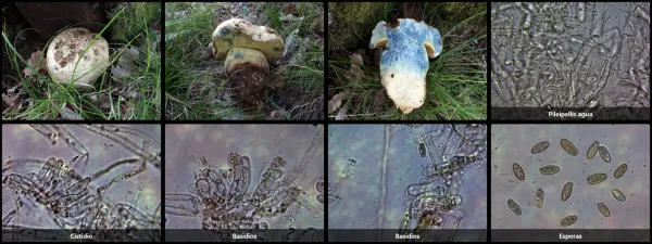 Microscopía de Caloboletus radicans