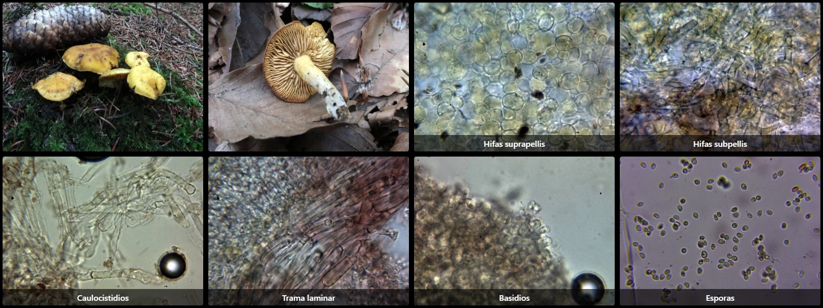 Calocybe chrysenteron