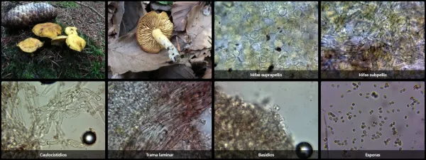 Calocybe chrysenteron