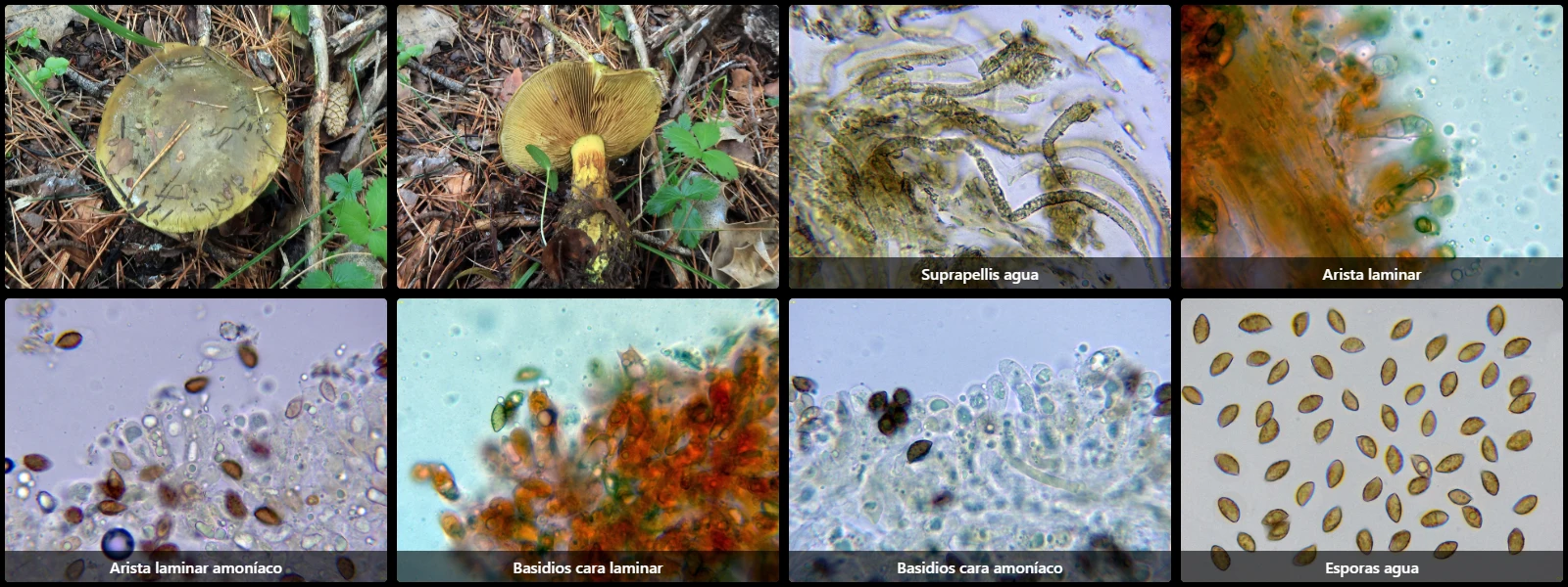 Calonarius atrovirens