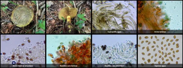 Calonarius atrovirens