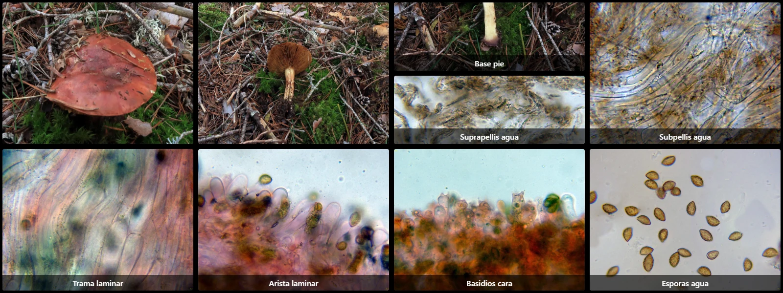 Calonarius cupreorufus