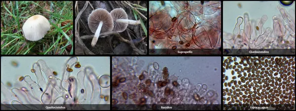 Candolleomyces candolleanus