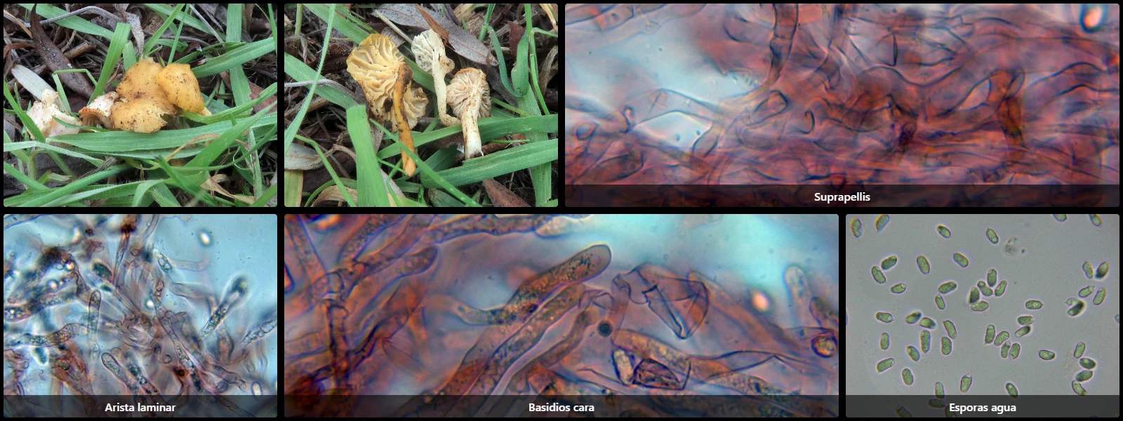 Cantharellus gallaecicus