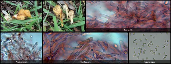 Cantharellus gallaecicus