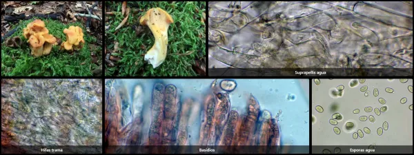 Cantharellus ianthinoxanthus