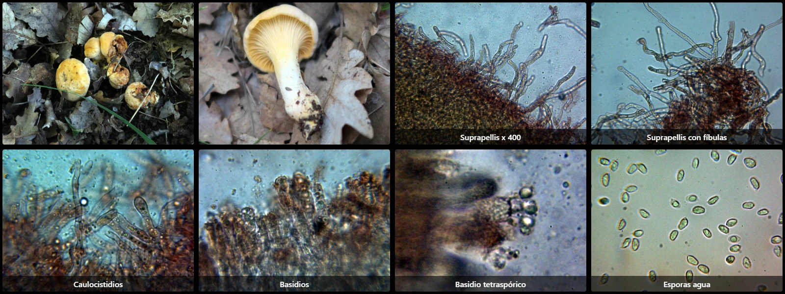 Cantharellus pallens