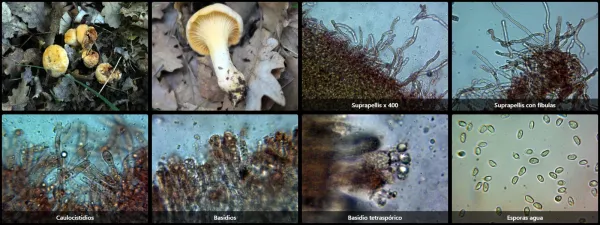 Cantharellus pallens