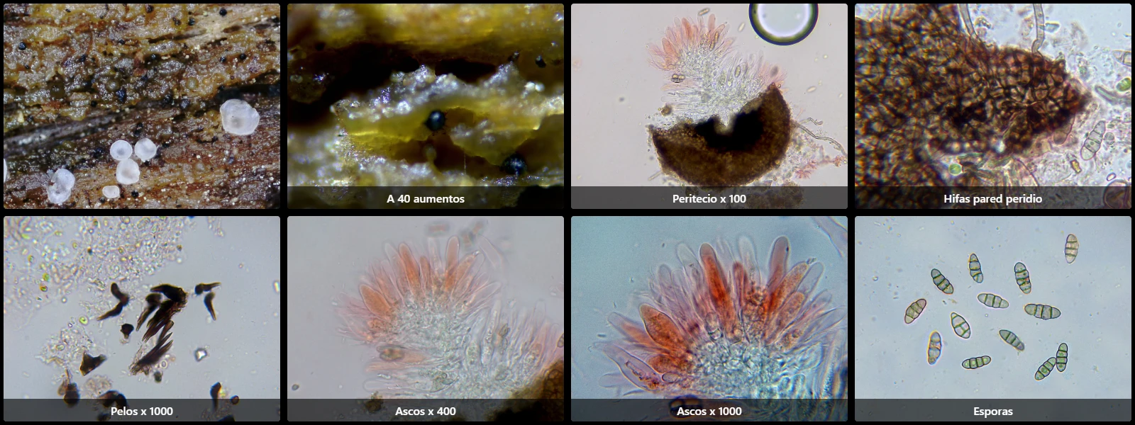 Capronia sexdecimspora