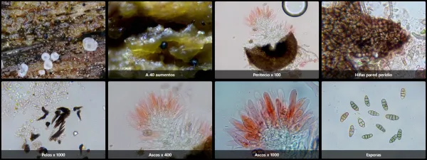 Capronia sexdecimspora