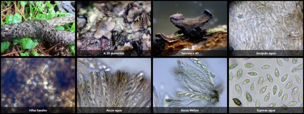 Cenangium ferruginosum