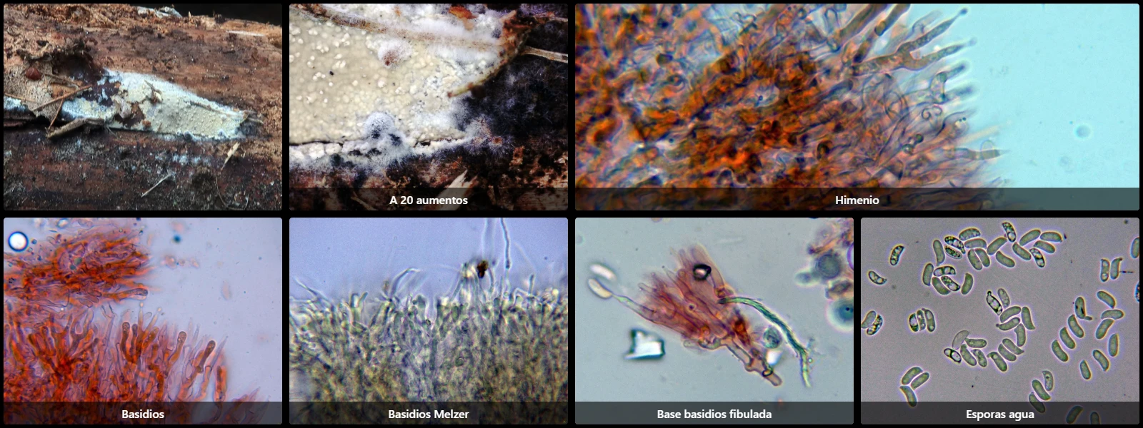 Cerinomyces volaticus