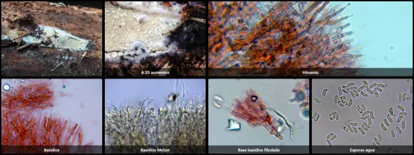 Cerinomyces volaticus