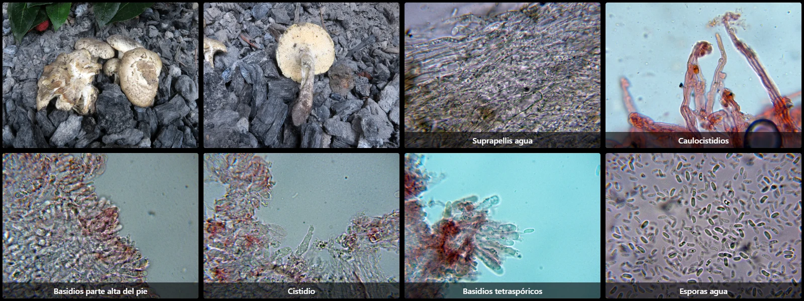 Cerioporus corylinus