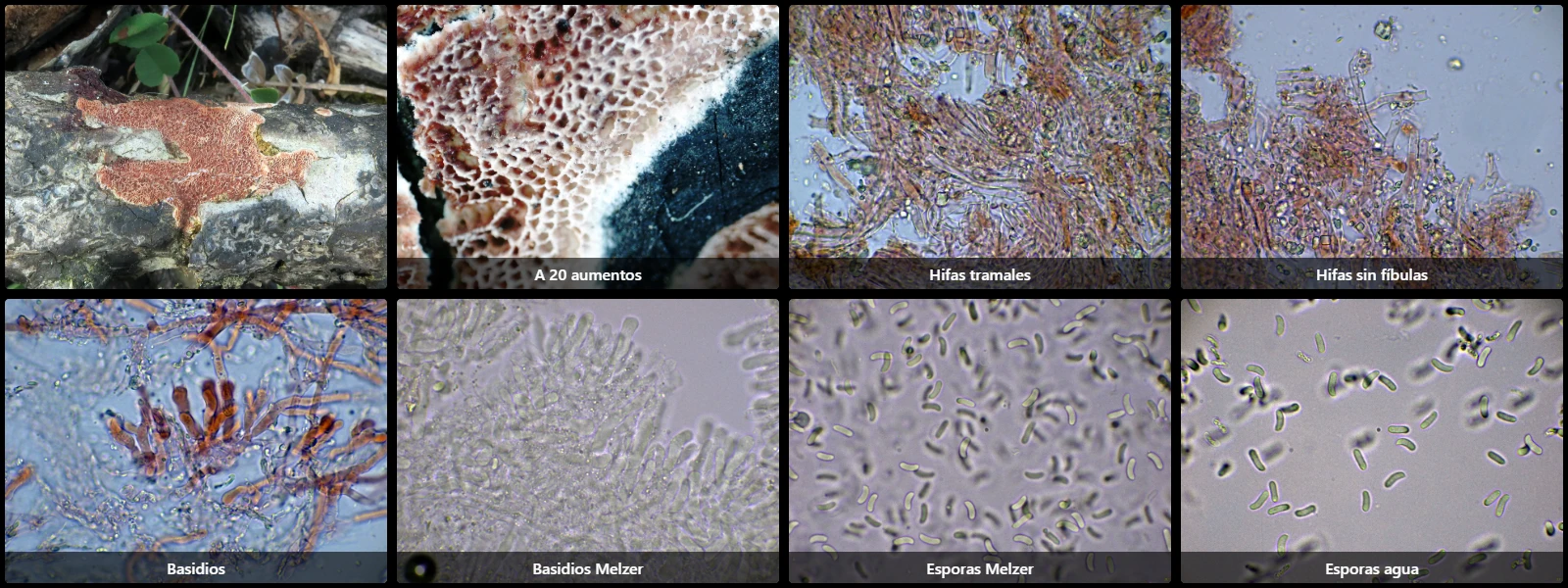 Ceriporia bresadolae