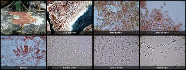 Ceriporia bresadolae