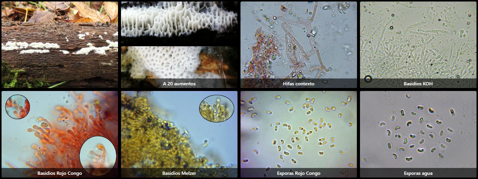 Ceriporia camaresiana