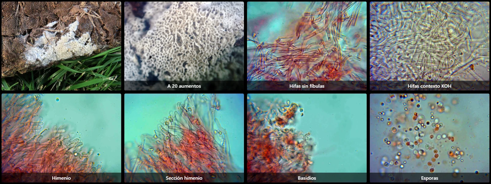 Ceriporia xylostromatoides