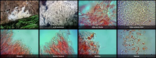 Ceriporia xylostromatoides