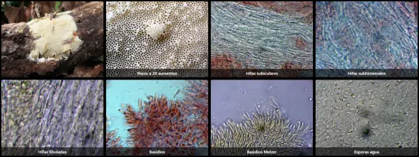 Ceriporiopsis subvermispora