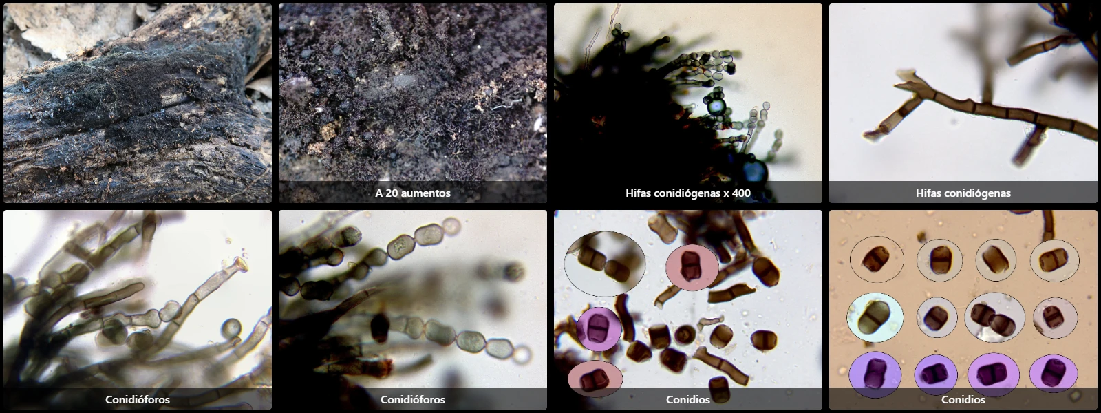 Chaetosphaerella fusca