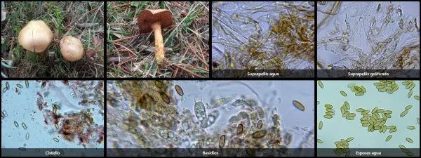 Chalciporus piperatus