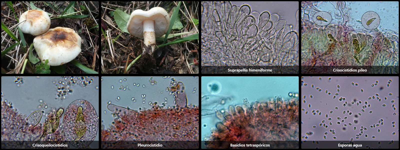 Chamaemyces fracidus