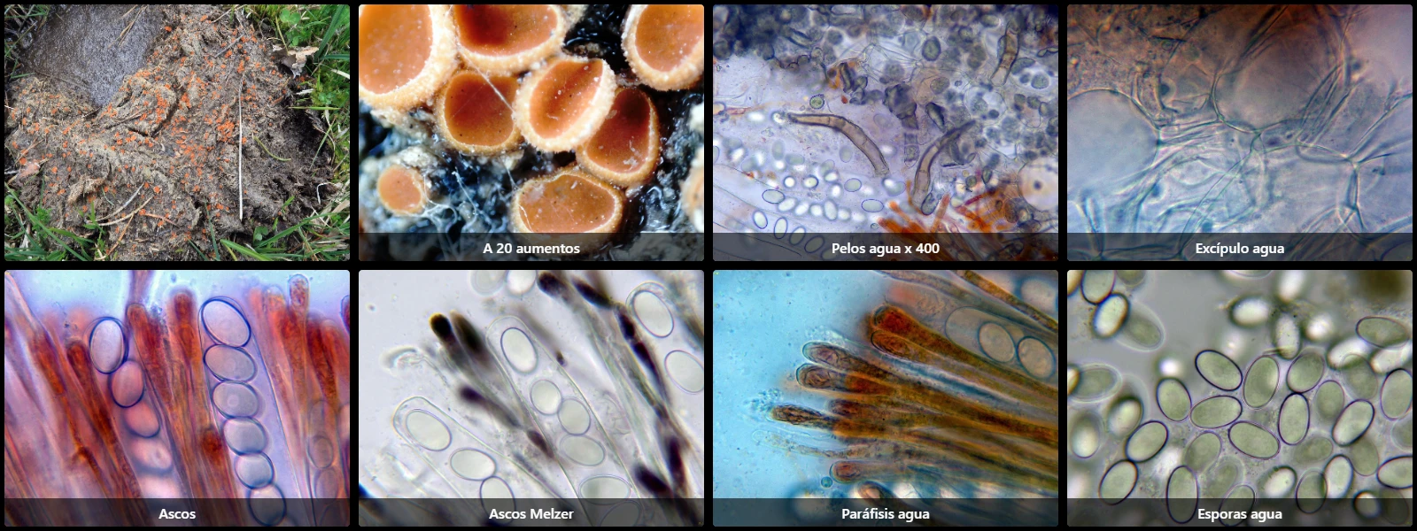 Cheilymenia laevispora