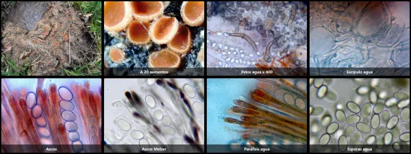 Cheilymenia laevispora