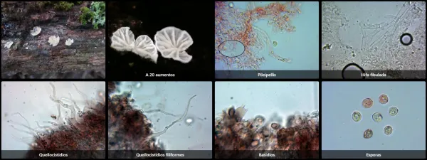 Cheimonophyllum candidissimum