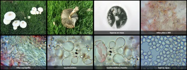 Chlorophyllum molybdites