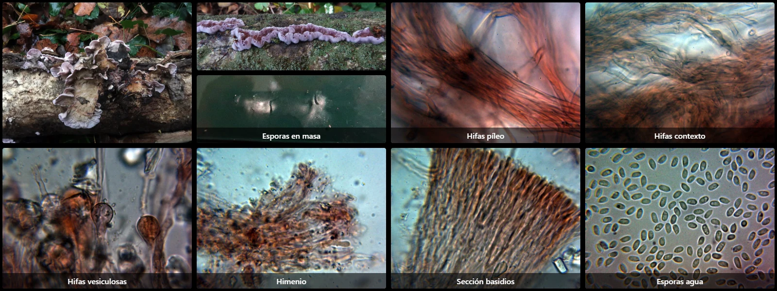 Chondrostereum purpureum