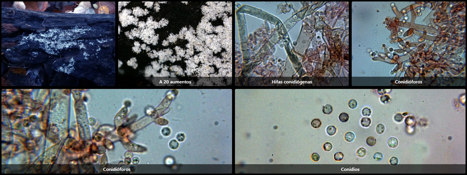 Chromelosporiopsis coerulescens