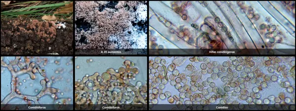 Chromelosporium carneum