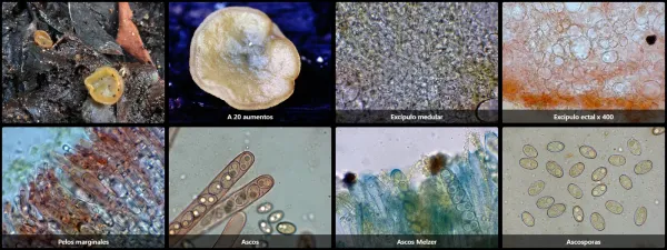 Chromelosporium macrospermum