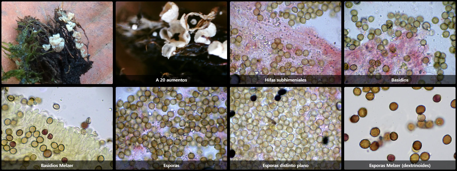 Chromocyphella muscicola