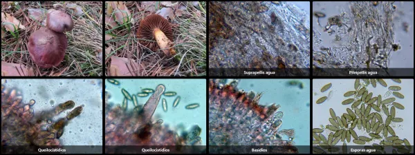 Chroogomphus fulmineus