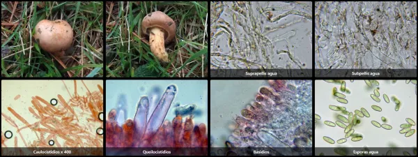 Chroogomphus mediterraneus