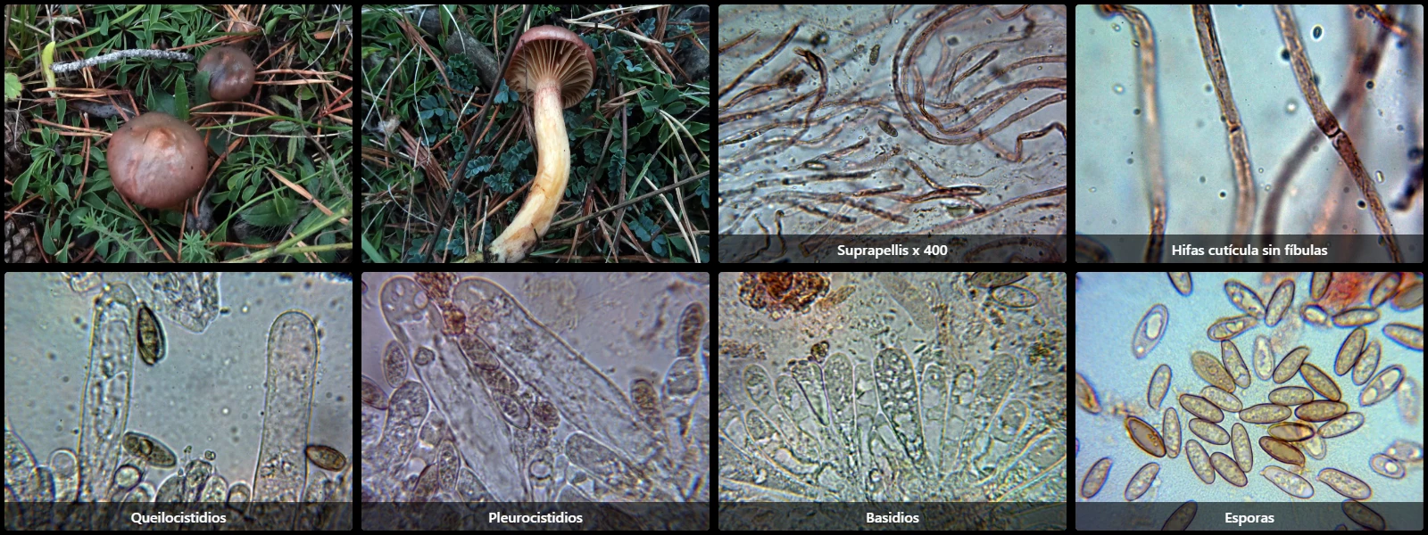 Chroogomphus rutilus