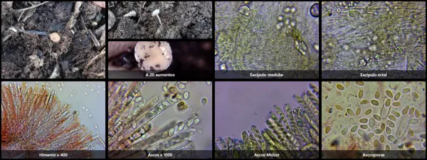Microscopía de Ciboria amentacea
